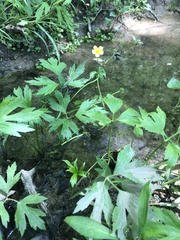 Ranunculus hispidus nitidus