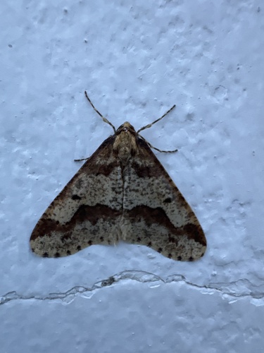 Mottled Umber