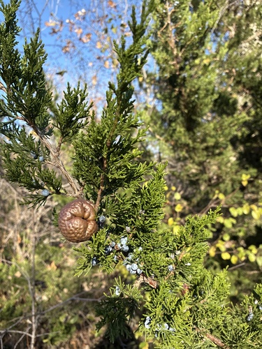 Gymnosporangium juniperi-virginianae, 2026-10-18