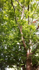 Magnoliopsida