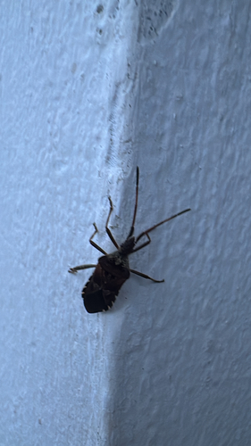 Western Conifer Seed Bug