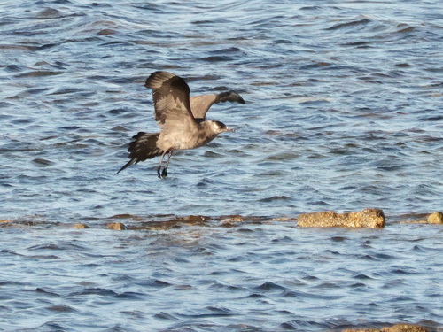 iNaturalist image