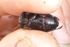 Ilybiosoma seriatum