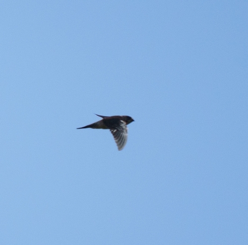 Aerodramus observed 2026-10-17