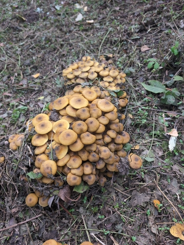 Honey Mushroom