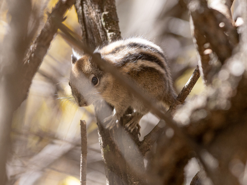 Tamiops swinhoei observed 2026-10-18