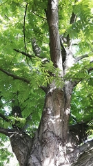 Magnoliopsida