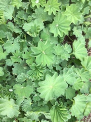 Alchemilla mollis