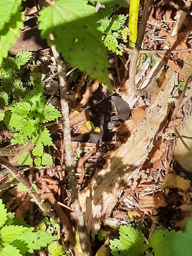 Adder