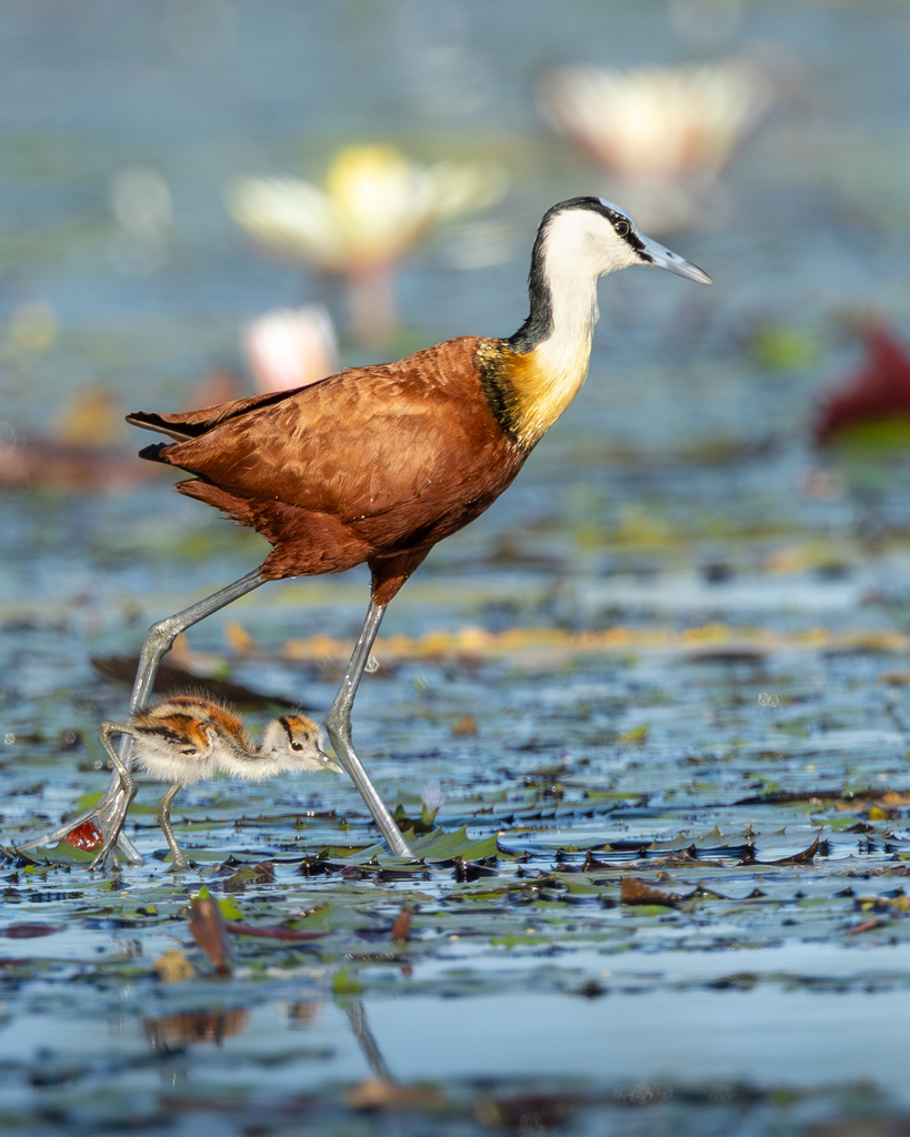 African Jacana