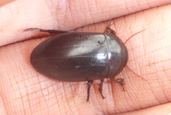 Ilybiosoma seriatum