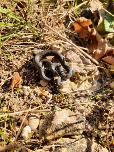grass snake