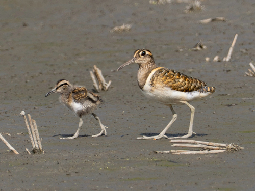 Rostratula benghalensis observed 2026-10-18