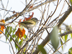 Vireo chivi