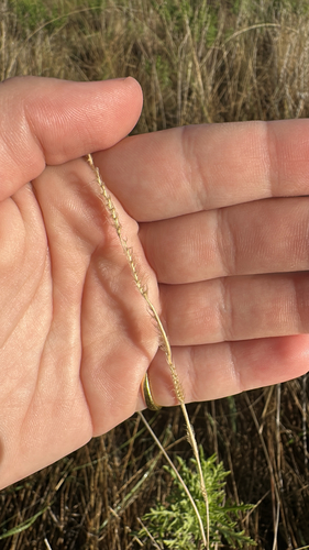 Eriochloa sericea observed 2026-10-18