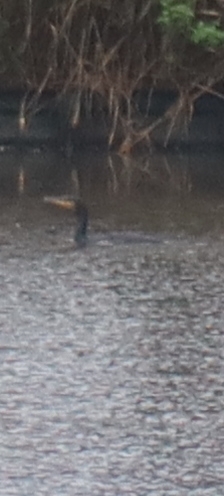 Great Cormorant