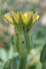 Scorzonera laciniata