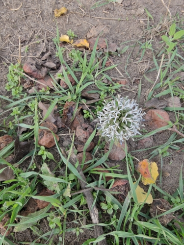 Glandular Globe-thistle