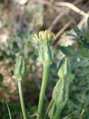 Scorzonera laciniata