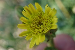 Scorzonera laciniata