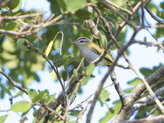 Vireo chivi
