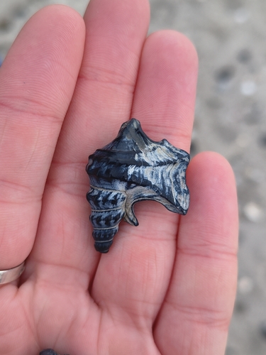 Aporrhais pespelecani observed 2026-10-18