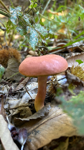 Ruby Bolete