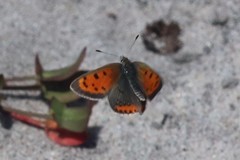 Lycaena phlaeas hypophlaeas