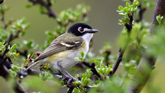 Black-Capped Vireo photo 3
