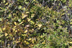 Ilex opaca opaca