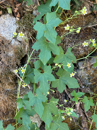 White Bryony