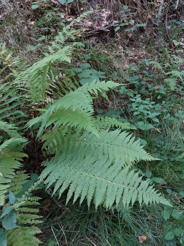 Oreopteris limbosperma observed 2026-10-18