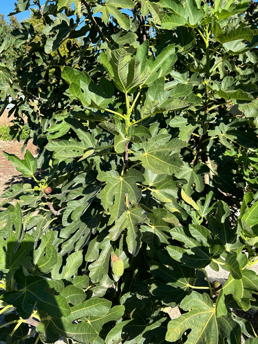 common fig