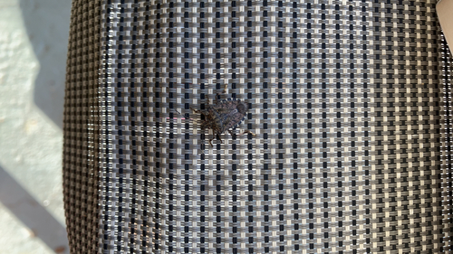 Brown Marmorated Stink Bug