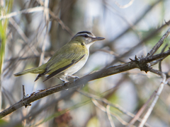 Vireo chivi