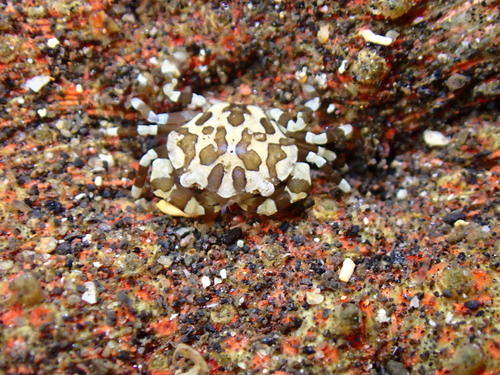 Lissocarcinus orbicularis observed 2026-10-18