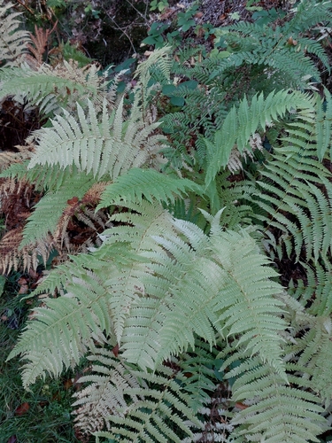 Oreopteris limbosperma observed 2026-10-18