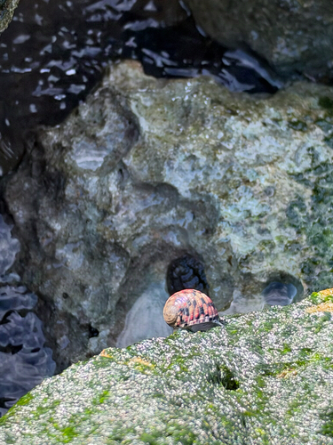 Nerita versicolor observed 2026-10-18