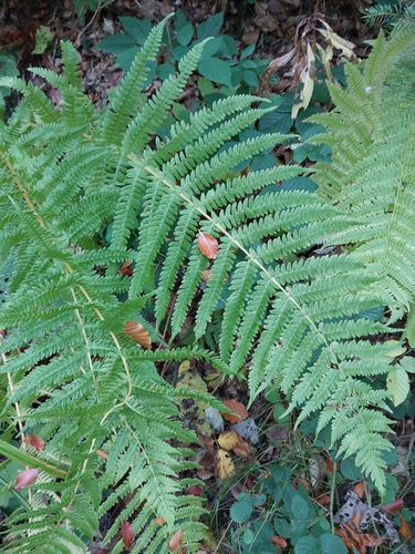 Oreopteris limbosperma observed 2026-10-18