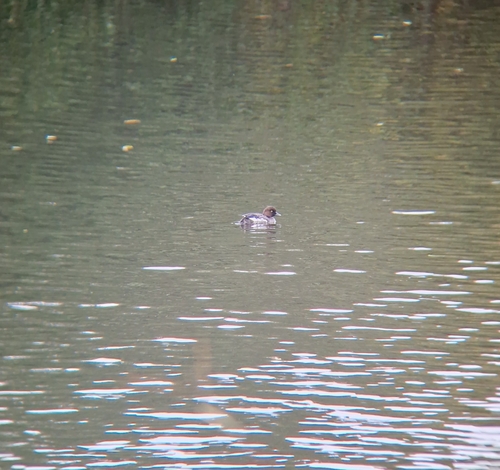 Common Goldeneye