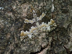 Electrophaes corylata