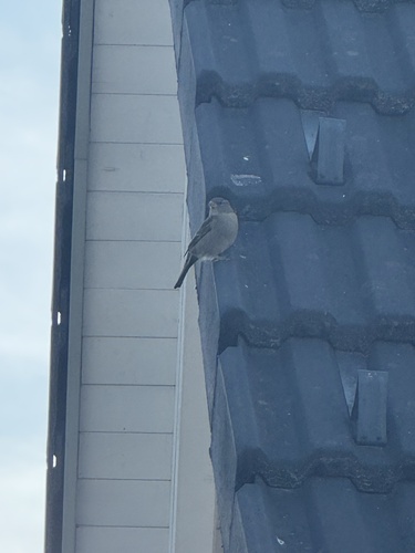 House Sparrow