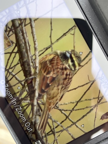 Cirl Bunting