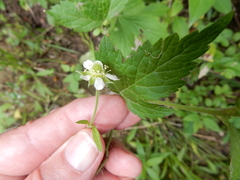 Geum canadense texanum