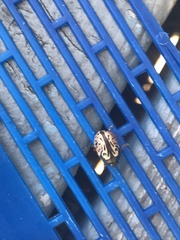 Calligrapha confluens