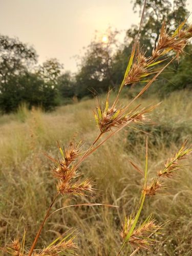 Themeda quadrivalvis observed 2026-10-18