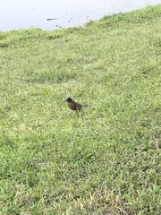 Turdus migratorius