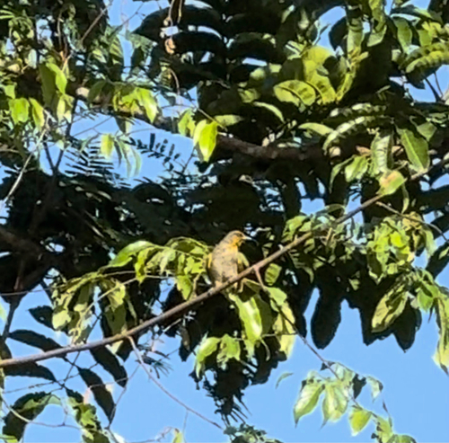 Pycnonotus finlaysoni, 2026-10-18