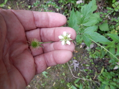 Geum canadense texanum