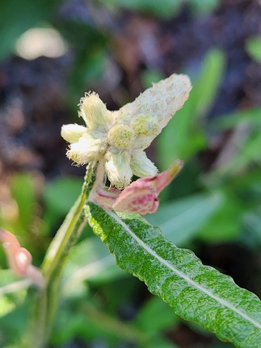 Pterocaulon pycnostachyum, 2026-10-18